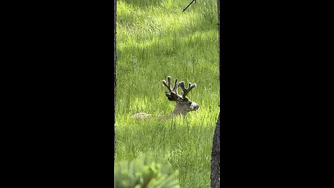 Elk Just Chilling in Yellowstone