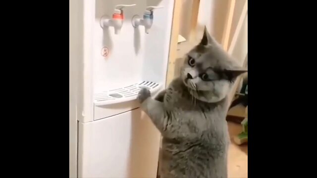 smart cat