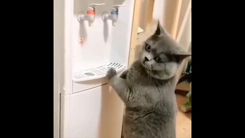 smart cat