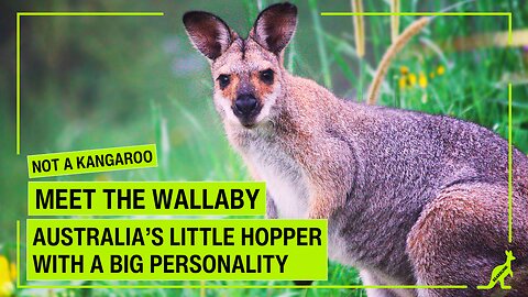 Not a Baby Kangaroo! Meet the Wallaby — Australia’s Little Hopper With Big Personality
