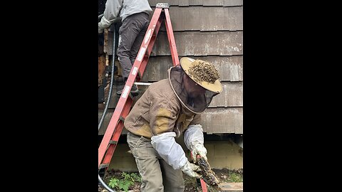 Old Honey Bee Hive removed from rustic lake cabin