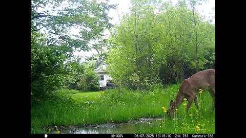 Deer Cam Buck 05-07-2025