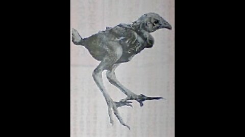 Chernobyl Mammoth Chicken