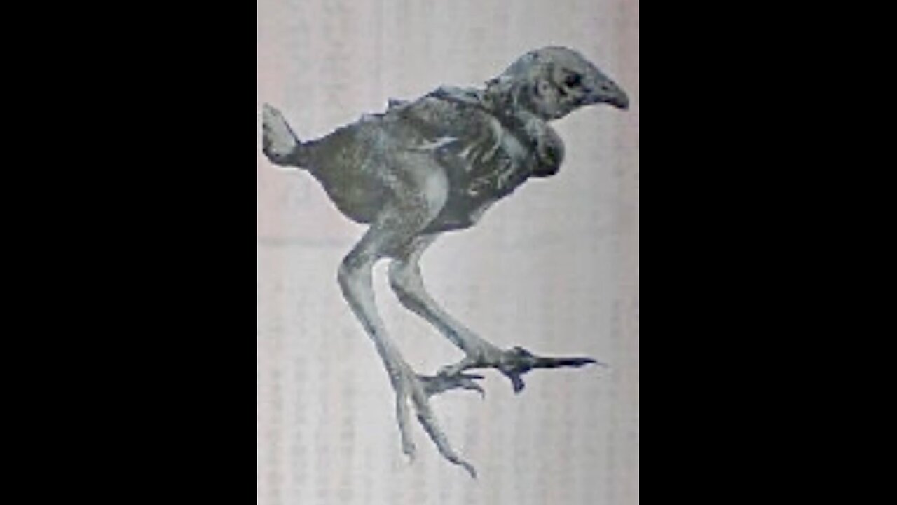 Chernobyl Mammoth Chicken