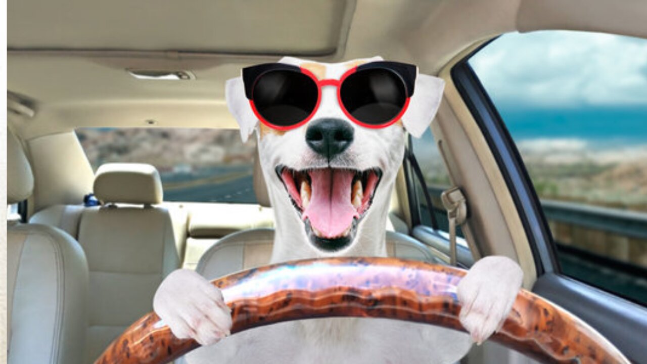 Dog redy to Ride #funny