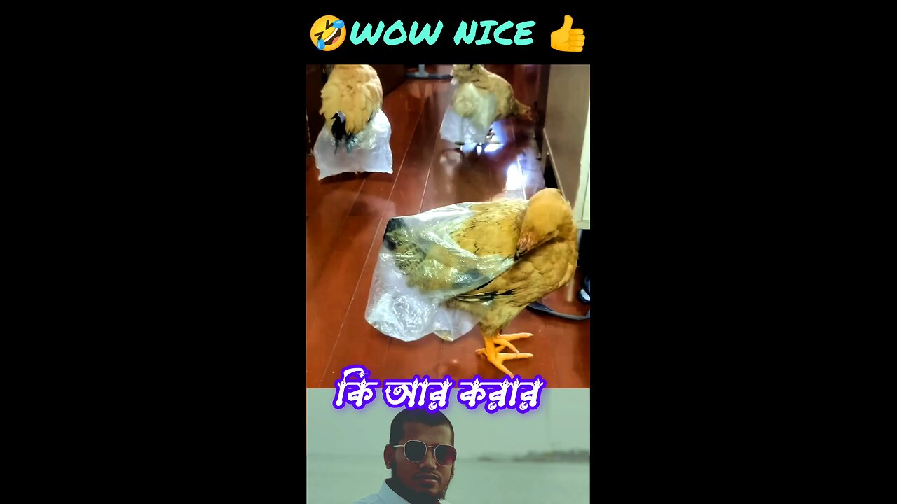 chicken 🐔 home 🏡