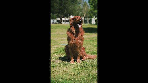 Happy dog