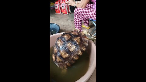 Such Just Amazed Seeing this two Adorable Turtle ...