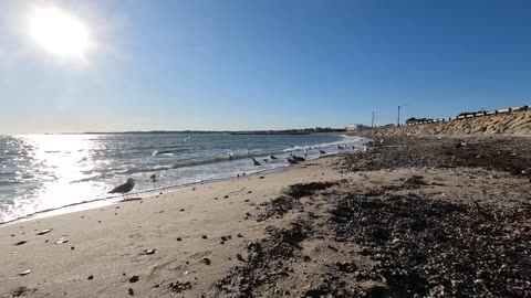 Wildlife on the Beach on Cape Cod | 4K
