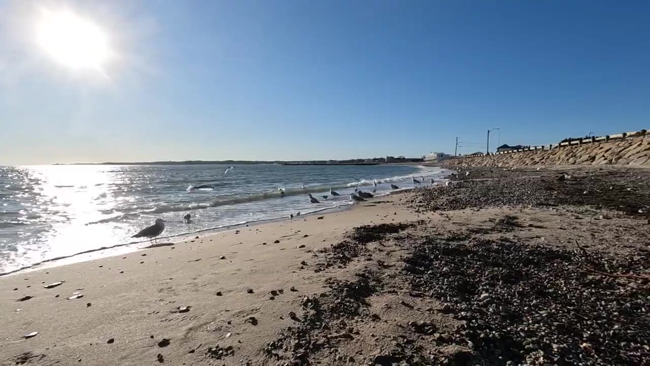 Wildlife on the Beach on Cape Cod | 4K