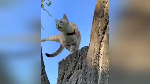 The Most Chaotic Pets on the Internet Today #2🐾😂