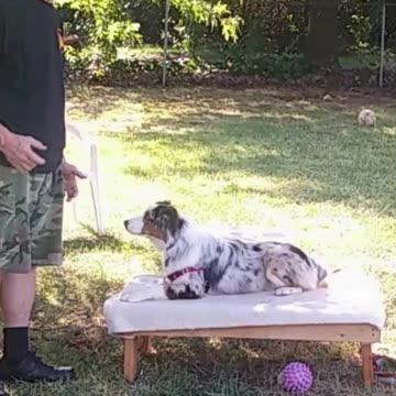 Leash Handling skills 2c