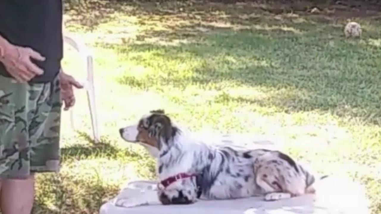 Leash Handling skills 2c