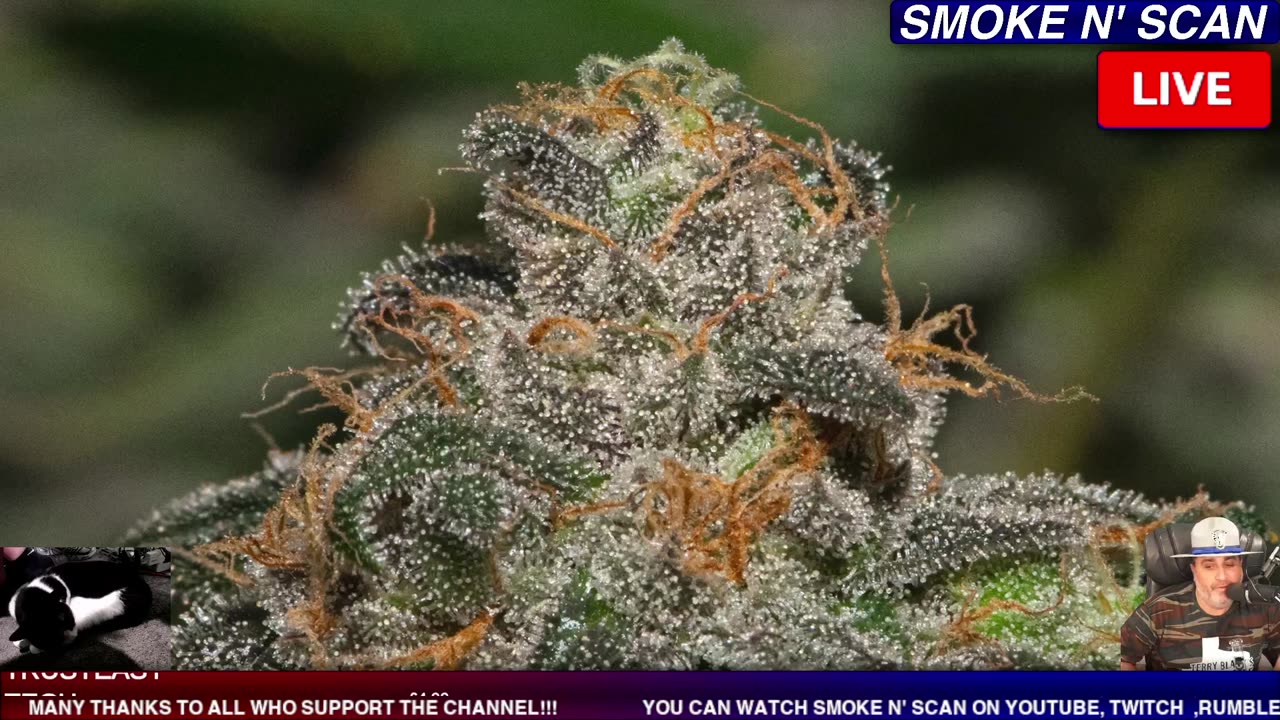 LIVE POLICE CHASE NOW ! #LIVE #CHASE #POLICECHASE