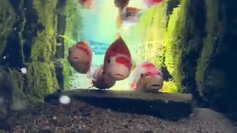 😂💦 You Won't Believe This Epic Gutter Fail in Japan! | FunFM