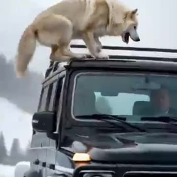 Animals warning to humans