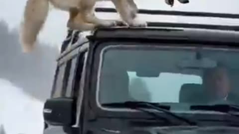 Animals warning to humans