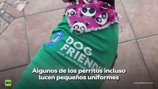 Gasolineras en México adoptan perros callejeros