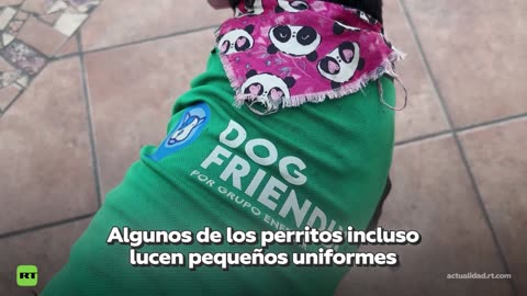 Gasolineras en México adoptan perros callejeros