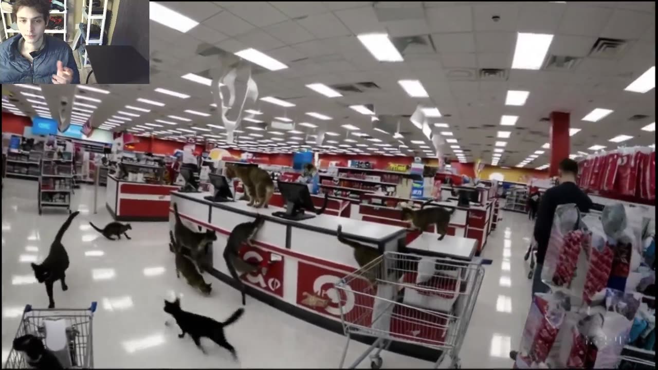 Outtake #1,045 Of Over 5 Cats Roam Around A Target Store Fake Funny Parody Video