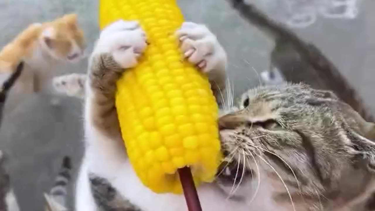 To the brave goes the spoils