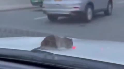 Two women scream in shock as a rat suddenly crawls out from under their car hood in the middle