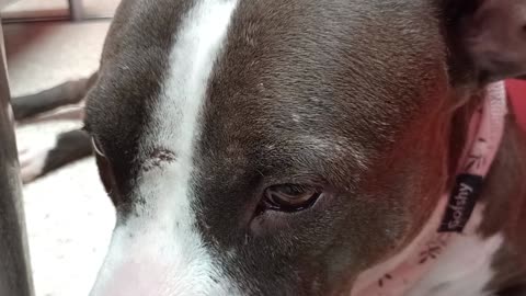 Norma 2y A856396 kennel 80 pod 3 PACC shelter we had really tender moments she backs away20250727713