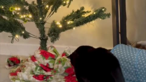 Cute Precious Piper Checks Out the Christmas Tree - My Adopted Shelter Cat Vlog. #shorts