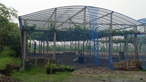 Rainy Afternoon in the Vineyard | Peaceful Nature Sounds