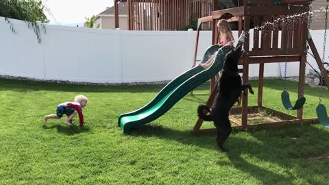 Dog and Kids Enjoy Backyard on Hot Day