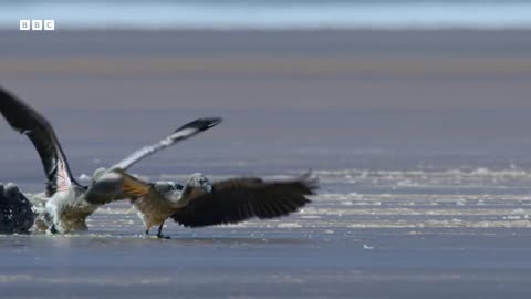 Explore The Secret Areas of Earth Where Nature Remains Untouched | 4K UHD | BBC Earth