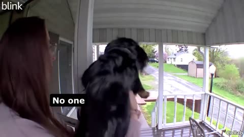 Some of the best dog videos