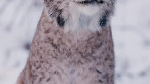 Siberian Lynx – The Elusive Predator of the Taiga