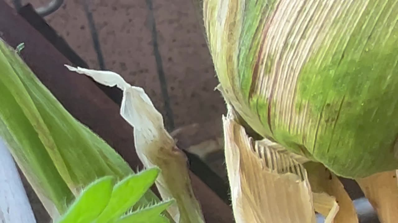 How does your garden grow?