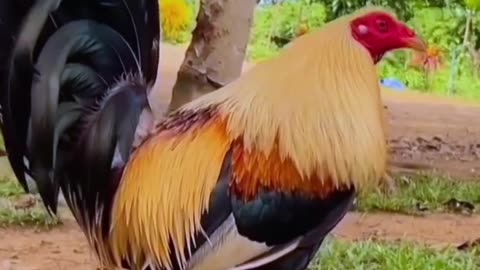 Regular Grey Gamefowl