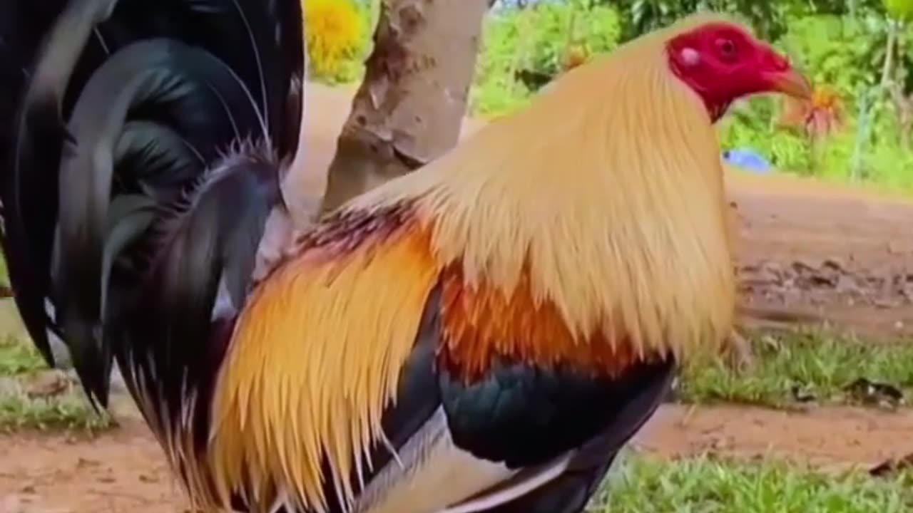 Regular Grey Gamefowl