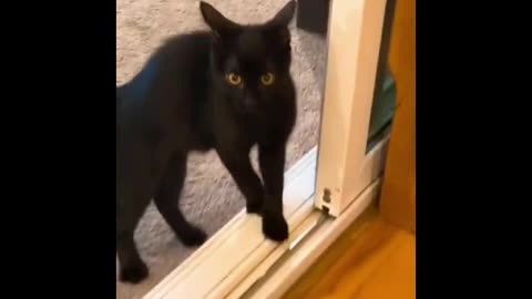 Cat Comedy Bonanza: Funny Compilation to Love!