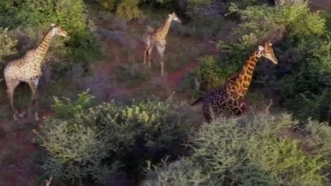 Spending time at a five-star lodge in the Limpopo bushveld.