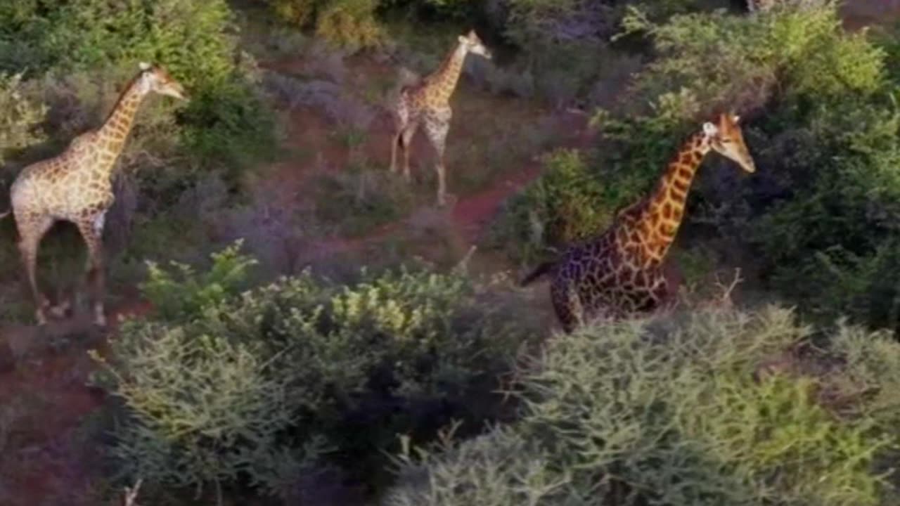 Spending time at a five-star lodge in the Limpopo bushveld.