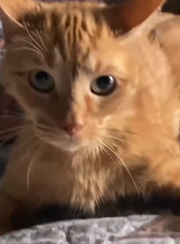 The cat lost its soul in the jump