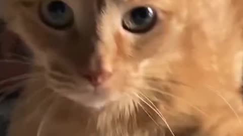 The cat lost its soul in the jump