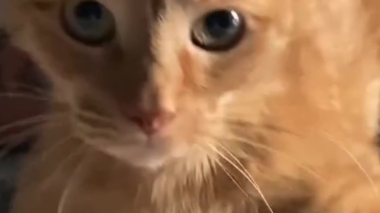 The cat lost its soul in the jump