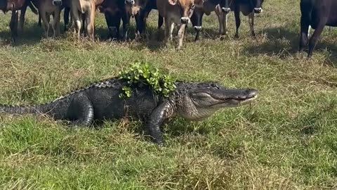 Cows Meeting a Neighborhood Gator