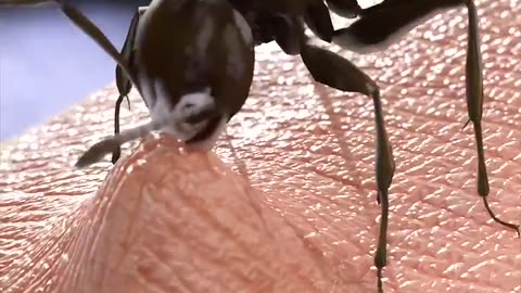 How ants build rafts to survive flood