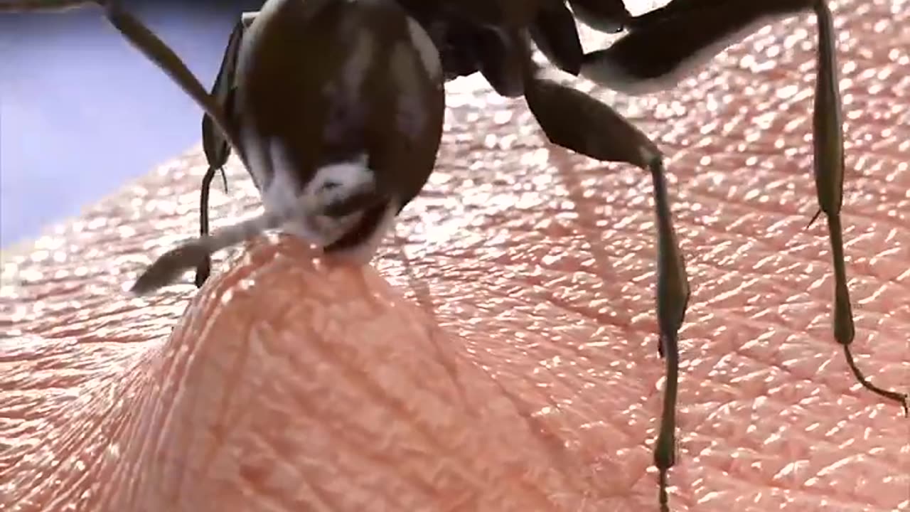 How ants build rafts to survive flood