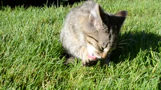 Young cat cleaning in the garden