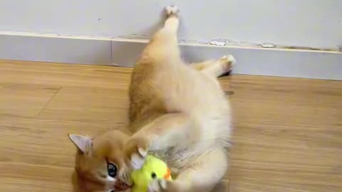 Cat chase game