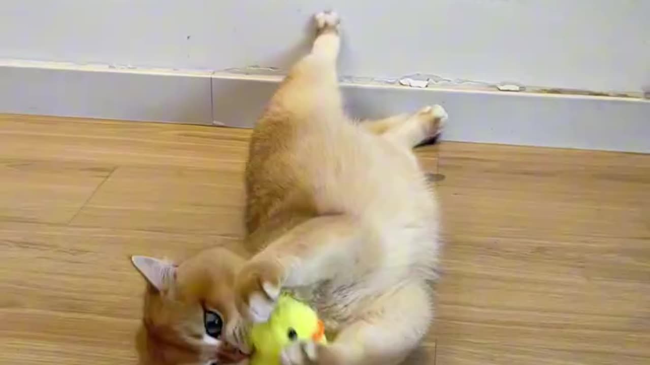 Cat chase game
