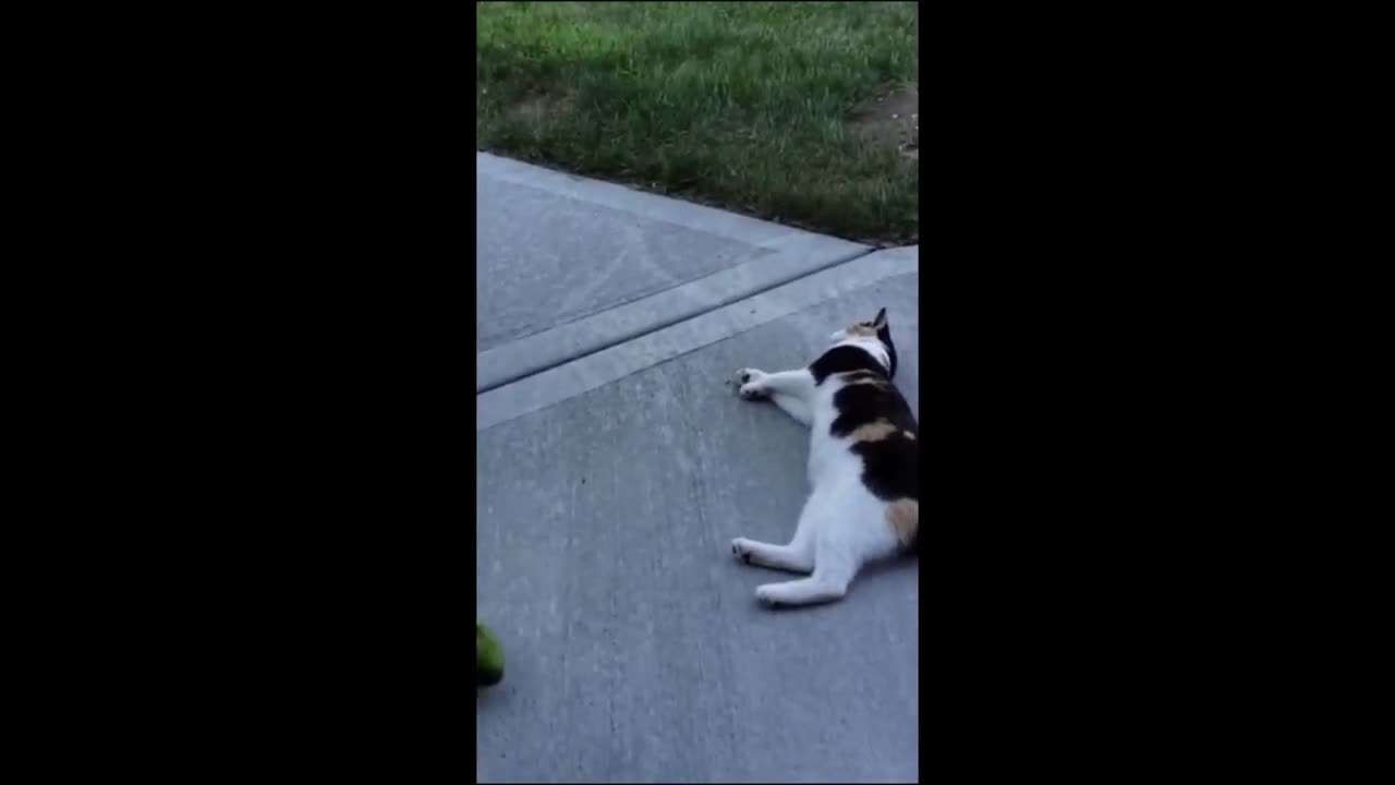 funny Pett
