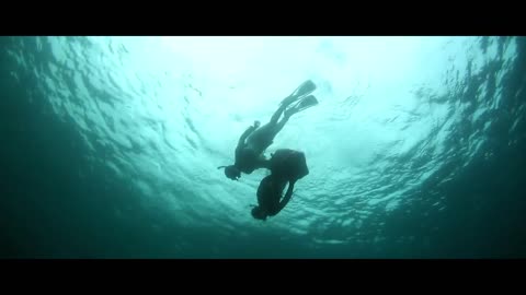 Diving seal, underwater